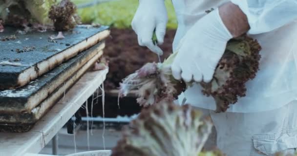 Arbeiter pflücken in einem Gewächshaus Hydrophone-Lattuce — Stockvideo