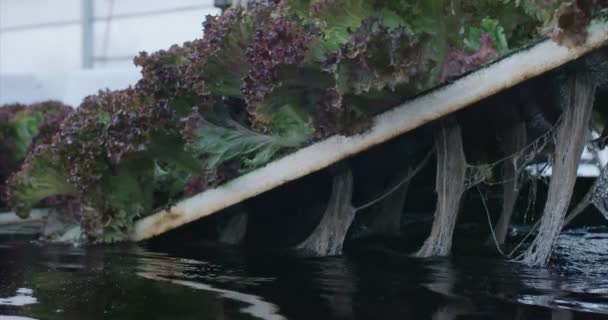 Lechuga hidrofónica sacada del agua en un invernadero — Vídeo de stock