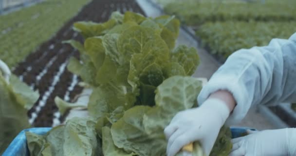 Lavoratori che raccolgono lattuce idrofonica in serra — Video Stock