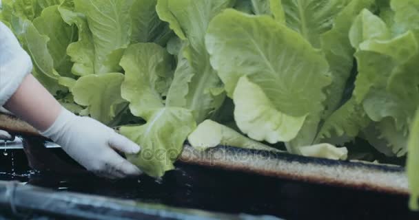 Dělníci vychystávání a balení hydrophonic lattuce — Stock video