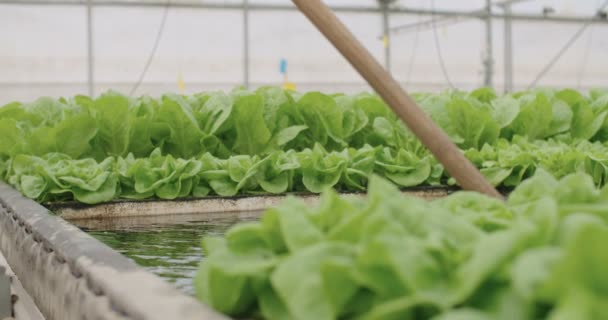 Hydrophonic lattuce floating on water in a greenhouse — Stock Video