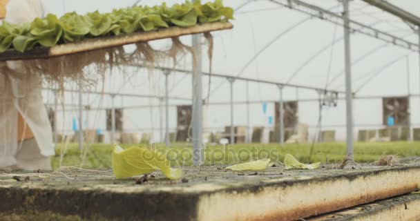 Werknemers tijdens de oogst van hydrophonic lattuce in een kas — Stockvideo