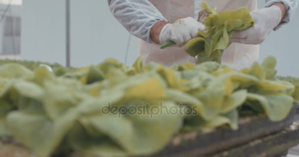 Small hydrophonic lattuce in a greenhouse — Stock Video