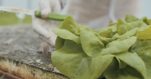 Pequeña lechuga hidrofónica en un invernadero — Vídeo de stock