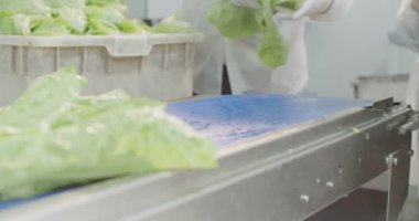 Malzeme çekme ve bir serada hidrofonik lattuce ambalaj işçi