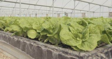 Hidrofonik lattuce bir serada büyüyen