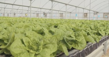 Bir sera içinde hidrofonik lattuce kadeh vinç