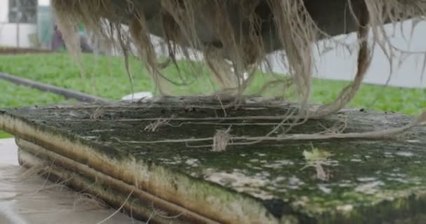 Arbeiter pflücken und verpacken hydrophone Lattuce in einem Gewächshaus — Stockvideo