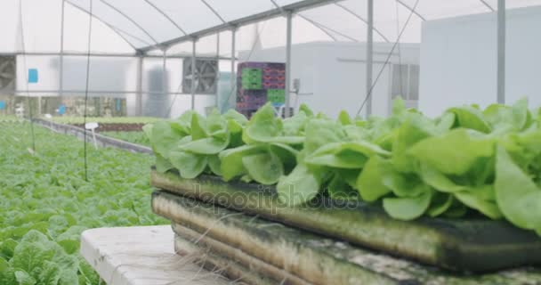 Arbeiter pflücken und verpacken hydrophone Lattuce in einem Gewächshaus — Stockvideo