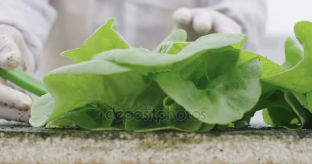 Dělníci vychystávání a balení hydrophonic lattuce ve skleníku — Stock video