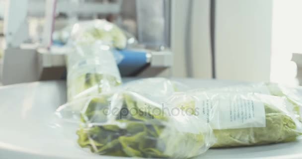 Arbetstagare plockning och packning hydrophonic lattuce i ett växthus — Stockvideo