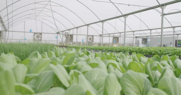 Hydrophonic vegetables growing in a greenhouse — Stock Video