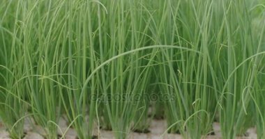 Hidrofonik sebze büyüyen bir serada