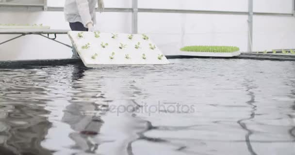 Lechuga hidrofónica en un invernadero — Vídeo de stock