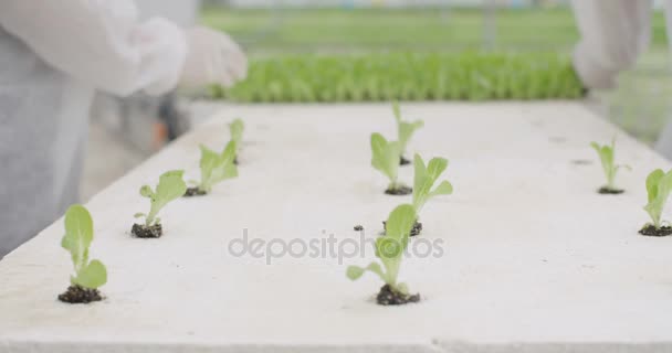 Trabalhadores plantando lattuce hidrofônico em estufa — Vídeo de Stock