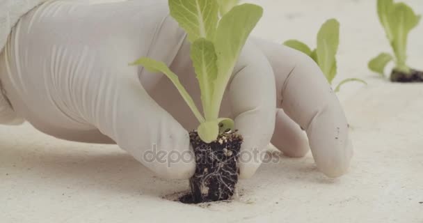 Trabajadores plantando lechuga hidrofónica en un invernadero — Vídeos de Stock