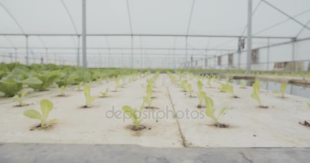 Hydrophonic lattuce in een kas — Stockvideo