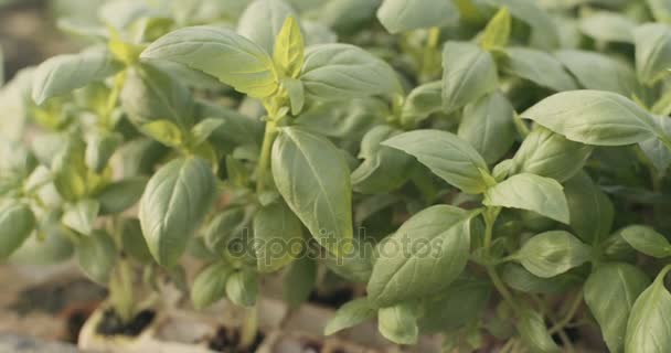 Hydrophonic groenten kweken in een kas — Stockvideo