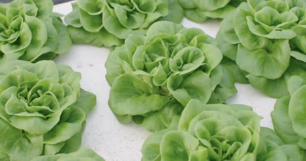 Hydrophonic vegetables growing in a greenhouse — Stock Video