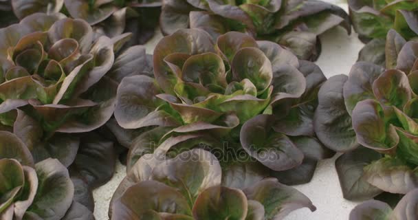 Hydrophonisches Gemüse, das in einem Gewächshaus wächst — Stockvideo