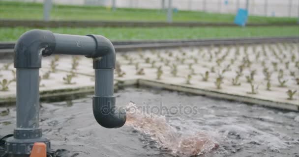 Manguera de agua de cámara lenta en un invernadero hidrofónico — Vídeos de Stock
