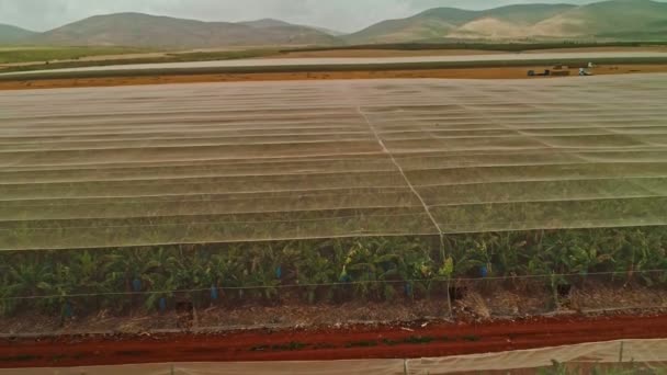 Luchtfoto beelden van netto huizen met bananenplantages — Stockvideo