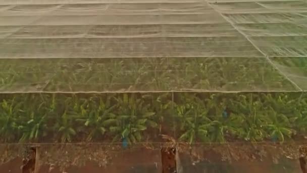 Luchtfoto beelden van netto huizen met bananenplantages — Stockvideo