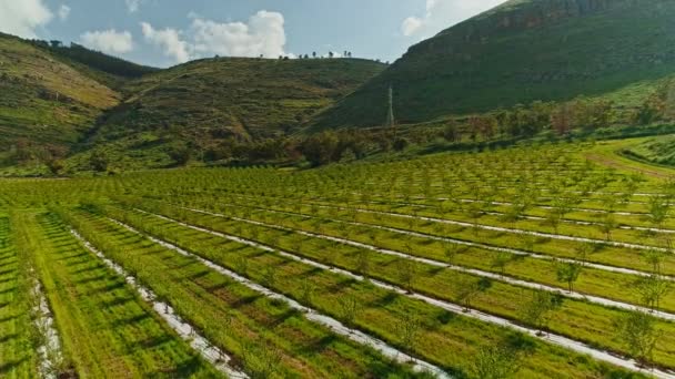 Luchtfoto beelden van amandel plantage in Noord-Israël — Stockvideo