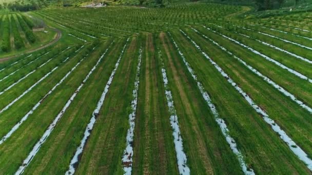 Luchtfoto beelden van amandel plantage in Noord-Israël — Stockvideo