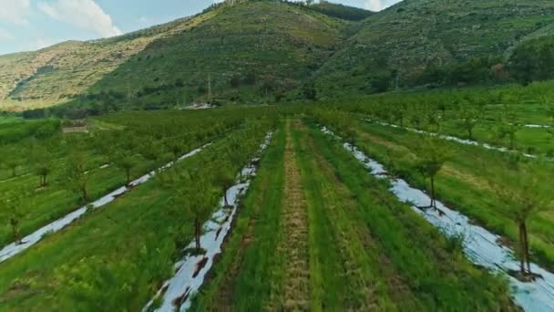 Images aériennes d'une plantation d'amandes dans le nord d'Israël — Video