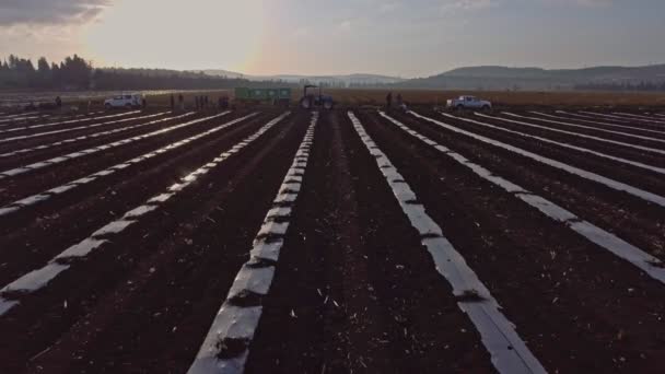 Luchtfoto beelden van werknemers in de landbouw werken in een veld met tractoren — Stockvideo