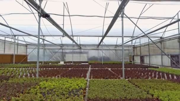 Aerial footage from inside a large greenhouse with flowers — Stock Video