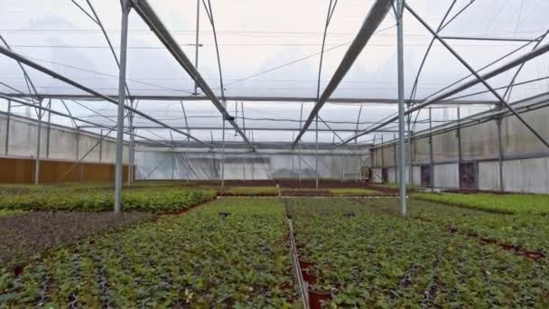Aerial footage from inside a large greenhouse with flowers — Stock Video