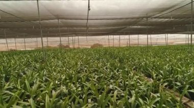 Çiçekler ile büyük bir sera içine hava görüntüleri