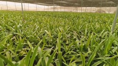 Çiçekler ile büyük bir sera içine hava görüntüleri