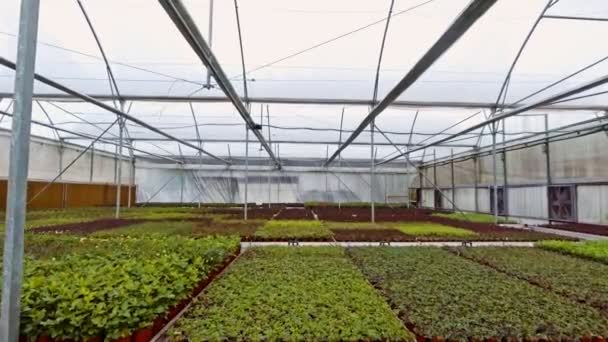 Luchtfoto beelden van binnen een grote serre met bloemen — Stockvideo