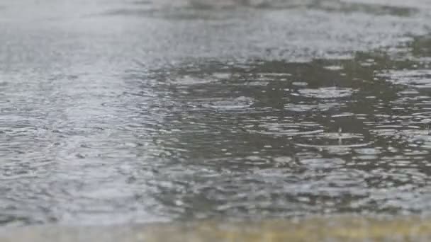 Lento movimiento de gotas de lluvia cayendo en un charco de agua con salpicaduras de agua — Vídeo de stock