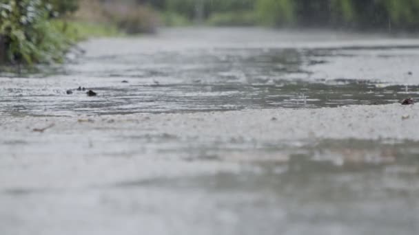 पाणी स्प्लॅशिंगसह पाण्याच्या पुडलमध्ये पडणारी पाऊस थेंब हळू चळवळ — स्टॉक व्हिडिओ