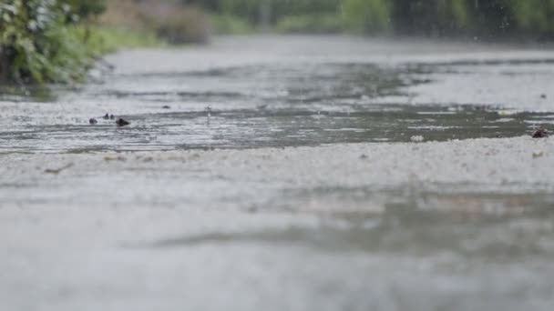 पाणी स्प्लॅशिंगसह पाण्याच्या पुडलमध्ये पडणारी पाऊस थेंब हळू चळवळ — स्टॉक व्हिडिओ