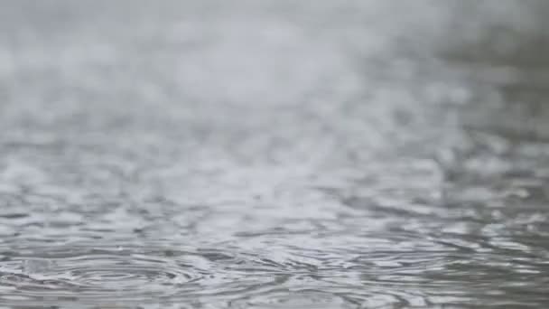 Långsam rörelse av regn droppar faller i en vattenpöl med vatten stänk — Stockvideo