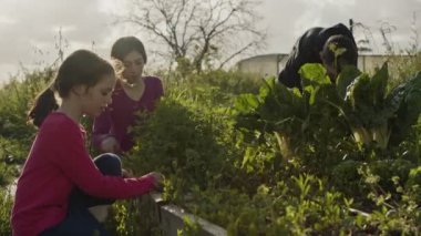 Üç çocuk organik sebze bahçesinde çalışıyor yabani otları temizliyor ve bitkileri suluyor.