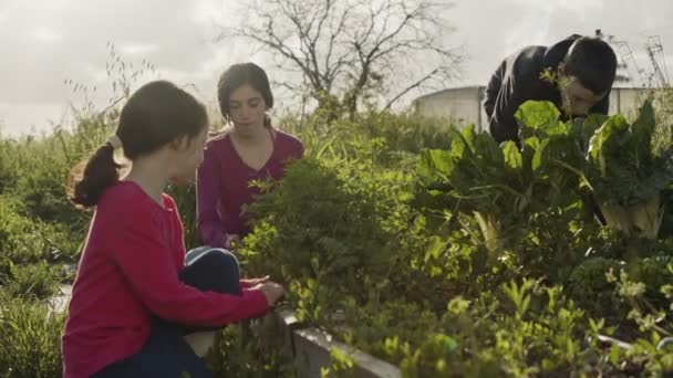 Drei Kinder, die in einem Bio-Gemüsegarten Unkraut jäten und Pflanzen gießen — Stockvideo