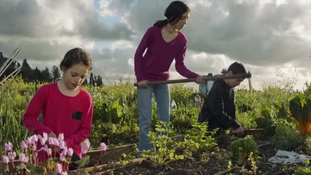 Drie kinderen werkzaam in een biologische moestuin wieden en besproeien planten — Stockvideo
