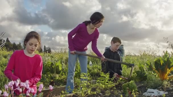 Trójka dzieci pracuje w ekologicznym ogrodzie warzywnym chwasty i podlewania roślin — Wideo stockowe