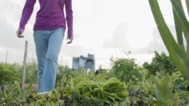 Küçük bir sebze bahçesinde organik marul toplayan bir kız.