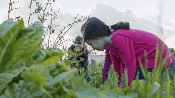 Tre barn arbetar i en ekologisk grönsaksträdgård ogräsrensning och vattning växter — Stockvideo