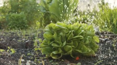 Küçük bir sebze çiftliğinde sulanan organik marul yavaş hareket ediyor.