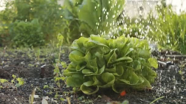 Powolny ruch sałaty organicznej podlewanej w małej hodowli warzyw — Wideo stockowe