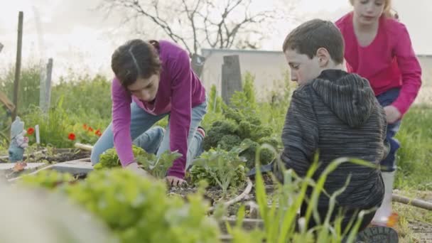 Děti pracující na ekologické farmě, plevele a zavlažování zeleniny — Stock video