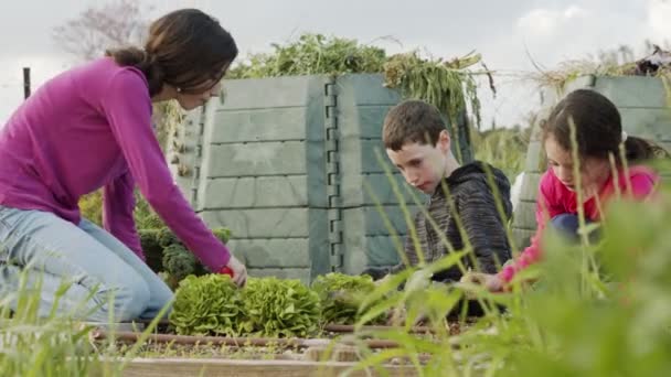 Kinderen die op een biologische boerderij werken, groenten wieden en water geven — Stockvideo